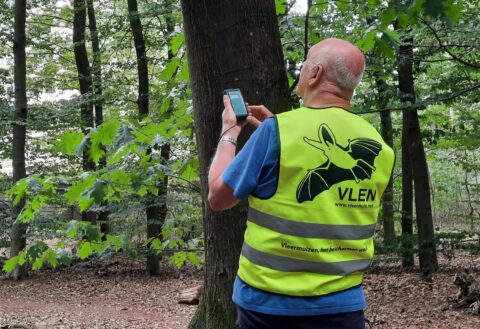 Man in bos met VLEN-vest inspecteert een boom met apparaat, mogelijk voor vleermuisonderzoek.