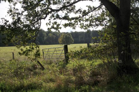 Boomtakken omlijsten een hek dat naar een groene weide leidt met bomen op de achtergrond.