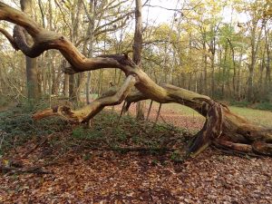 BrabantseWal Mattemburgh oerbos doodhout