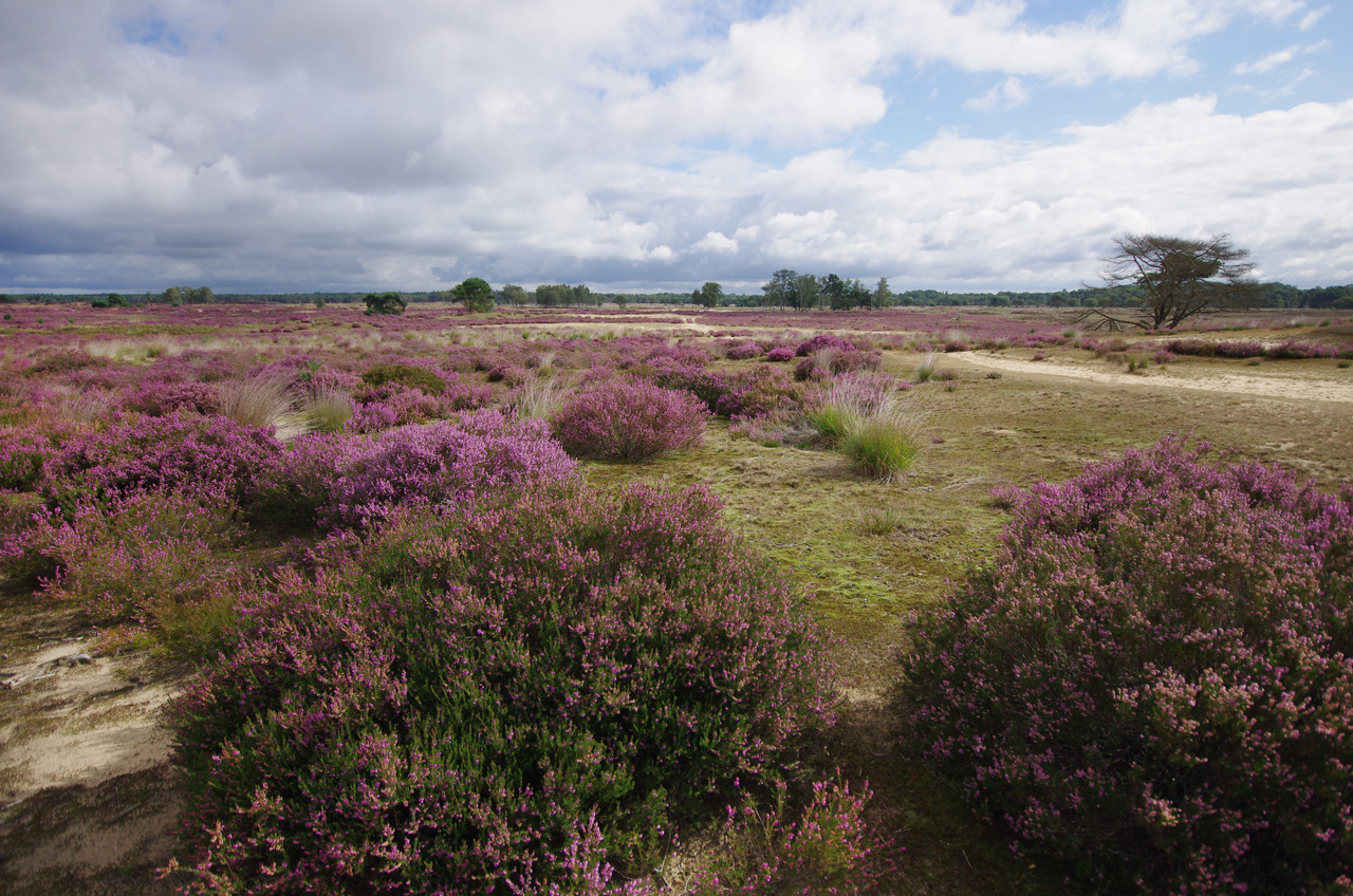 BrabantseWal KalmthoutseHeide Grenspark Kriekelareduinen