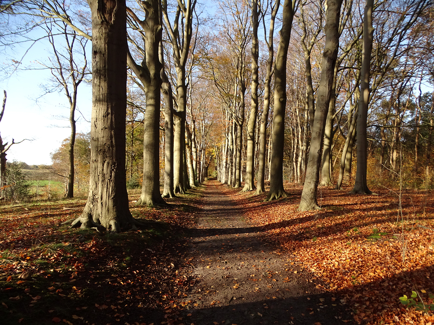 Excursie naar de bossen van Mattemburgh