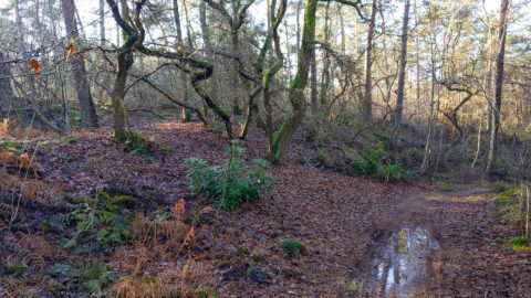 Bospad in herfstbos met kale bomen en mos, plassen op de grond, lichte zonnestralen.