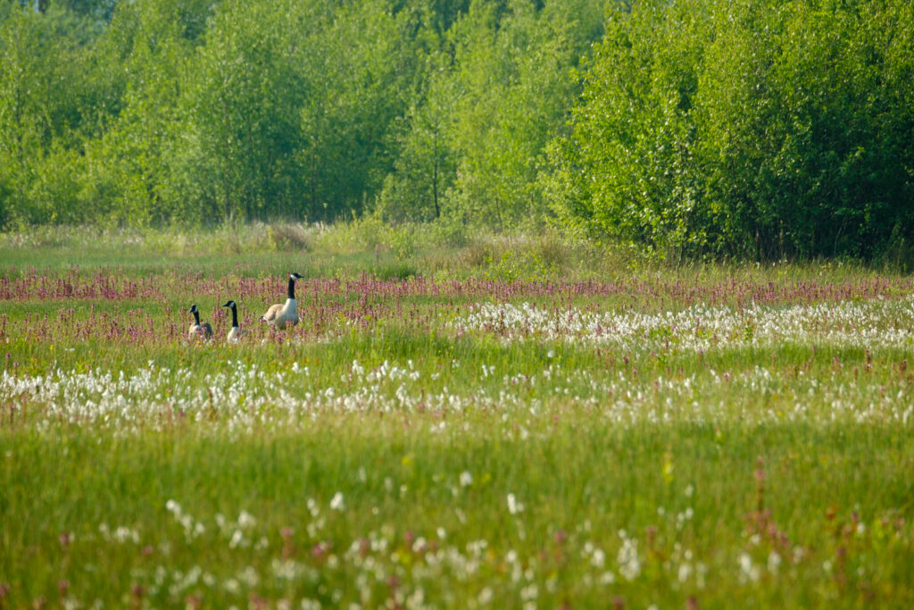 Canadese Ganzen in bloeiend nat grasland