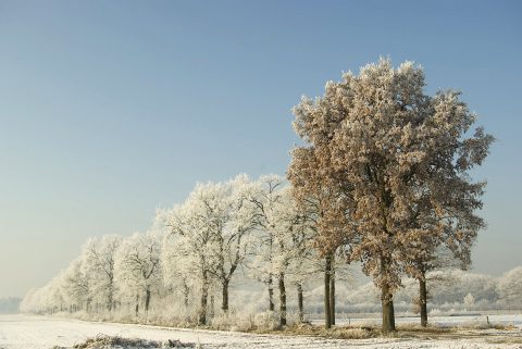 Rij bomen met rijp en sneeuwlandschap. BrabantseWal Stoppelbergen