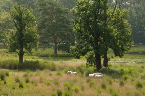 BrabantseWal GroeneZoom Kortenhoeff