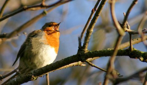 Vogelgeluiden in het bos