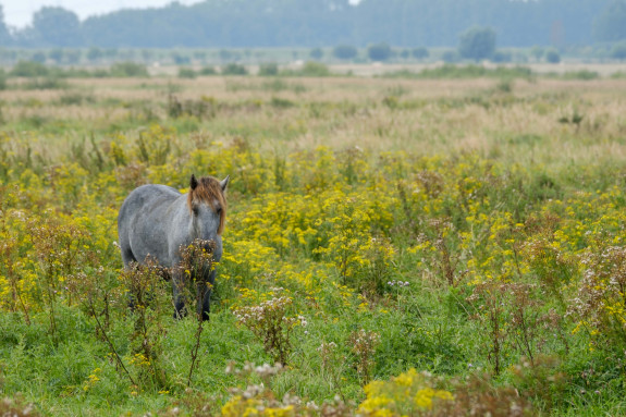 Brabantse Wal Markiezaat Kraaijenberg