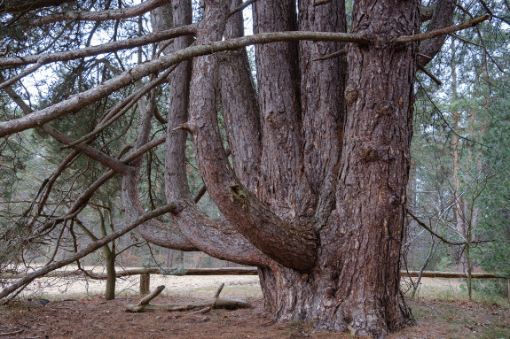 Stam van grove den met veel vertakkingen laag bij de grond