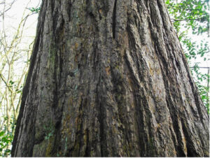 BrabantseWal Zoomland Sequoia Mammoetboom