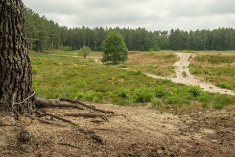 IVN GroeneZoom BrabantseWal Ossendrecht