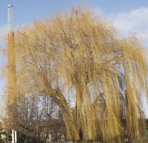 GroeneZoom BrabantseWal Treurwilg