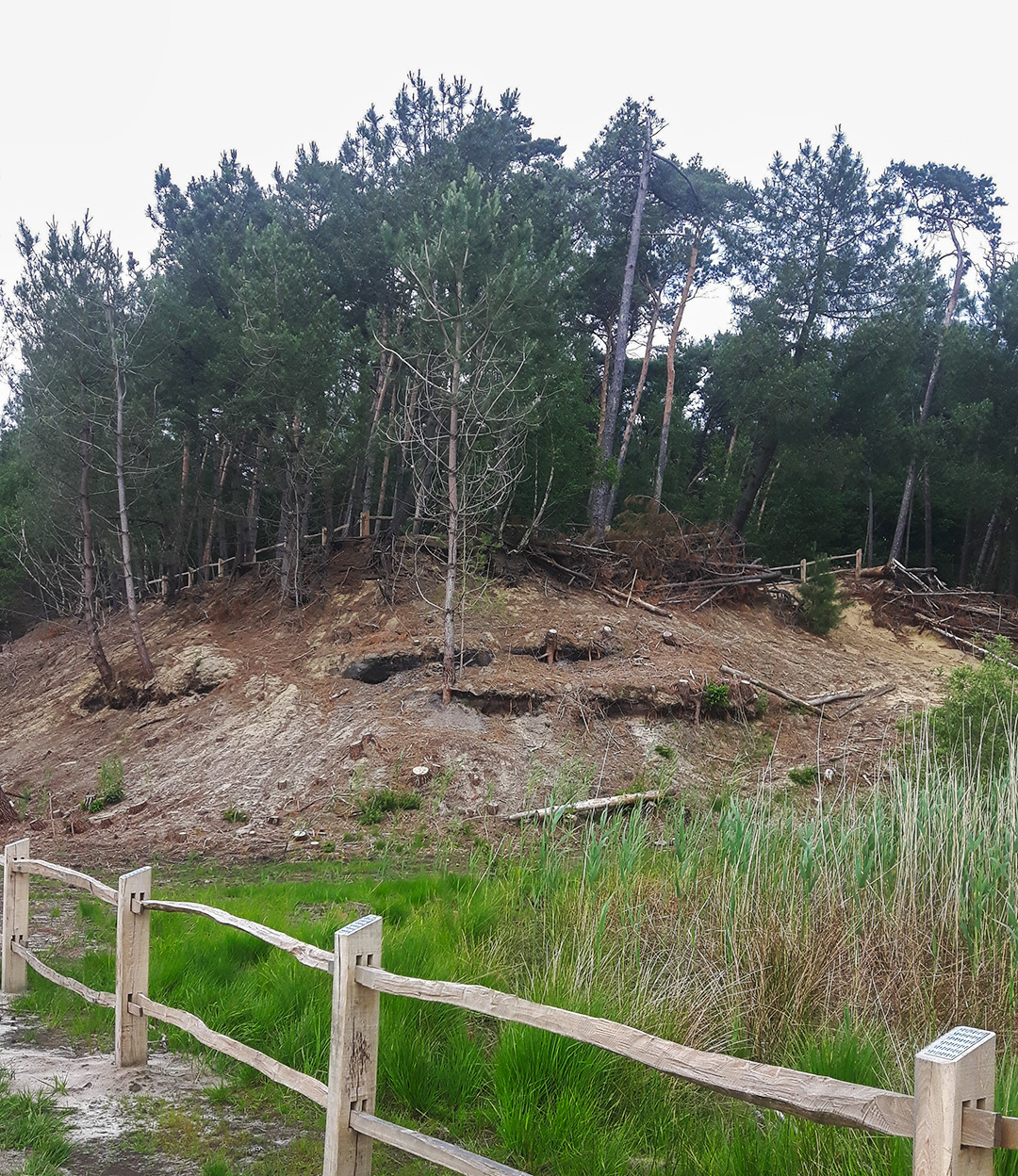 Meiduinen Brabantse Wal