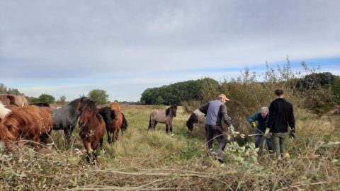 Vrijwiligers aan het werk in een natuurgebied met paarden van Brabants Landschap