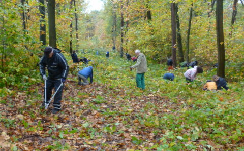 Vrijwilligers aan het werk in de natuur van de brabantse Wal