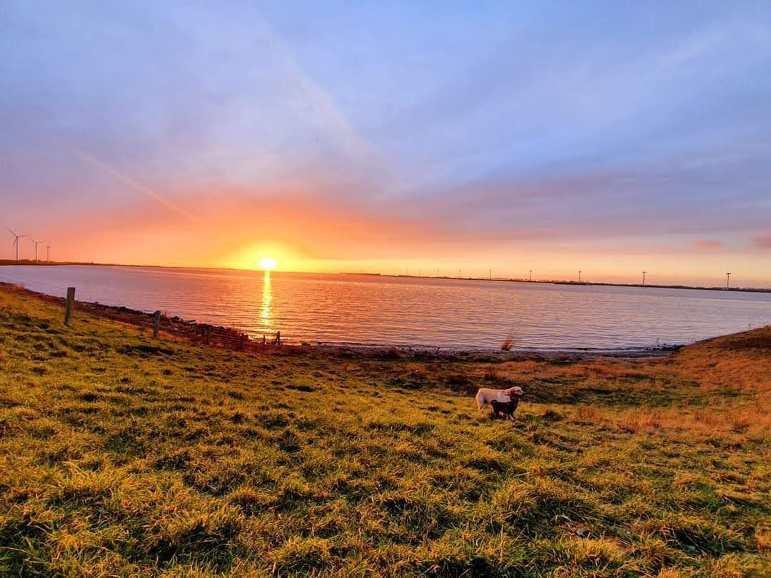 Zonsopgang boven een meer, met grasland en een hond op de voorgrond. Windmolens in de verte.
