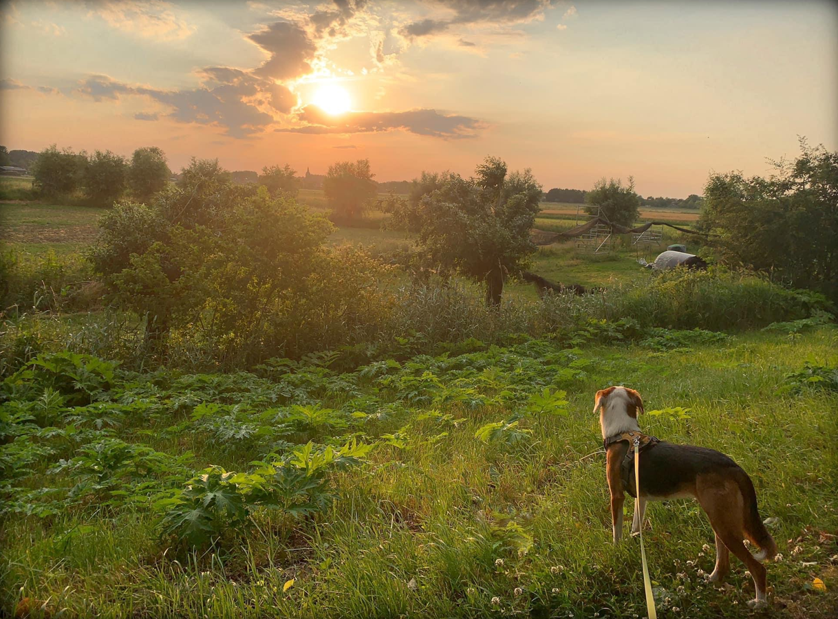 Hond op groene weide kijkt naar zonsondergang met bomen en velden op de achtergrond.
