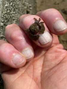 Oosterschelde Scharrelkids