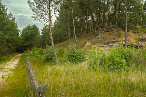 Bospad naast helling met groene bomen en gras, houten hek langs het pad onder bewolkte lucht.