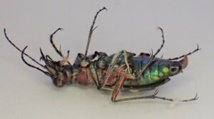 Basterdzandloopkever (Cicindela hybrida)