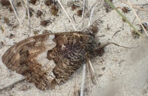 Heivlinder, Kriekelaere Duinen, 19 september 2019