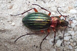 Goudglanzende loopkever (Carabus auronitens), Oude Buijsse Heide (Zundert), 16 augustus 2022