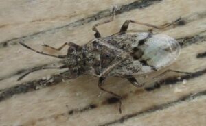 Tarwenysius (Nysius huttoni), Bergen op Zoom, Wierlaan, 24 november 2020
