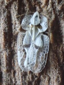 Plataan-netwants (Corythucha ciliata), Bergen op Zoom, Stationsplein, 23 februari 2019