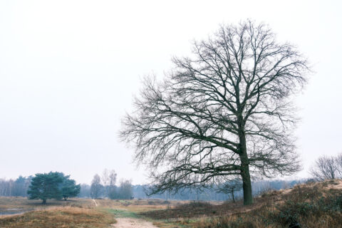 Eik in het winterlandschap