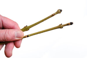 Twee takjes ven de es met kenmerkende knoppen worden vastgehouden door een hond tegen een witte achtergrond.