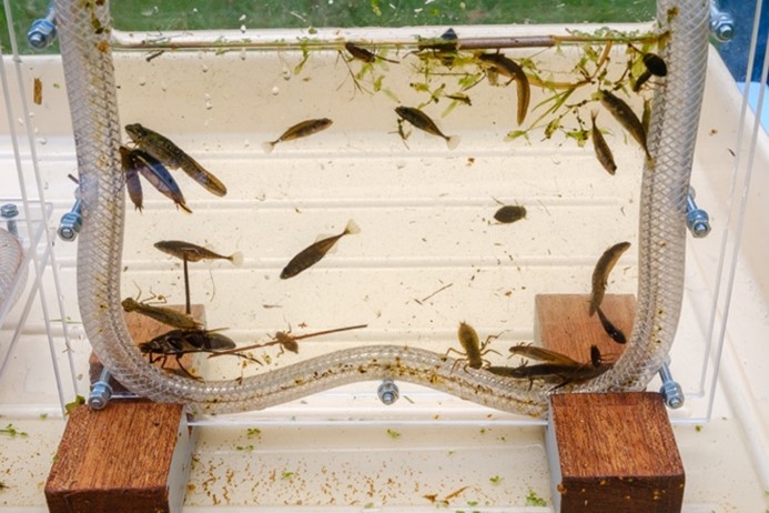 Waterdiertjes in een venster. Stekelbaarsjes, libellelarven, waterkevers, salamanders, waterwantsen