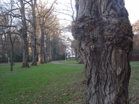 Grote oude boom met grillige schors in een park met gras en een wit huis op de achtergrond.