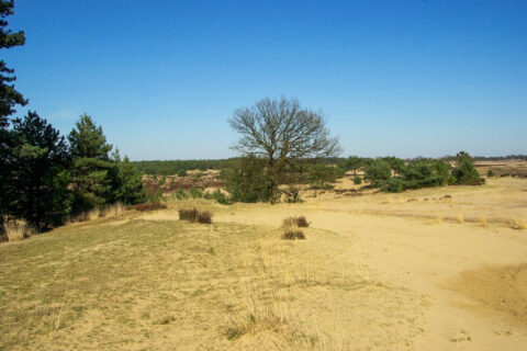 GroeneZoom BrabantseWal KalmthoutseHeide Kriekelareduinen