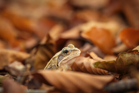 Kikker verstopt tussen bruine herfstbladeren, met focus op het hoofd en oog.