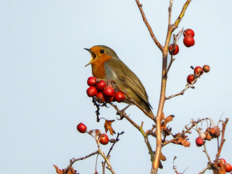 Roodborst op een tak met rode bessen, zingend tegen een blauwe hemel.