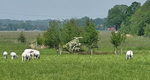 Vijf witte koeien grazen in een groene wei met bomen op de achtergrond.