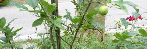 twee soorten vruchten aan een boom kop 3op1