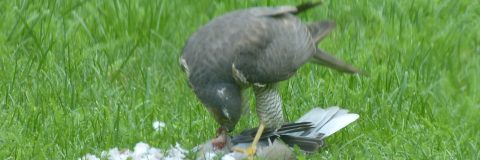 Natuurgebeuren havik plukt kop 3op1