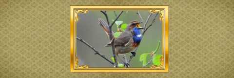 vogels dichtbij kop blauwborst 3op1