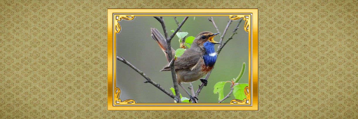 vogels dichtbij kop blauwborst 3op1