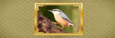 vogels dichtbij kop boomklever 3op1