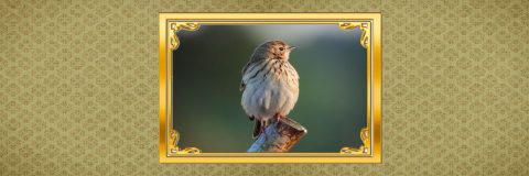 vogels dichtbij kop boompieper 3op1