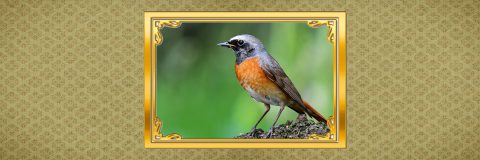 vogels dichtbij gekraagde roodstaart kop 3op1