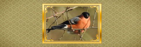 vogels dichtbij goudvink kop 3op1