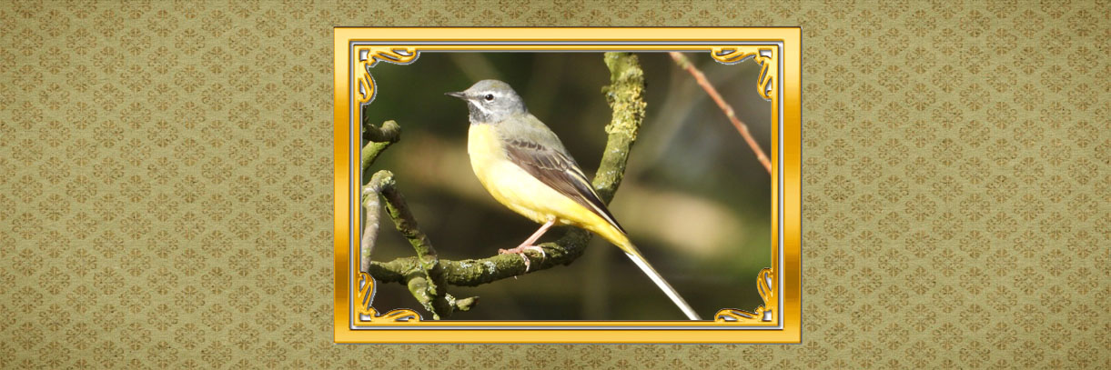 vogels dichtbij kop grote gele kwikstaart 3op1