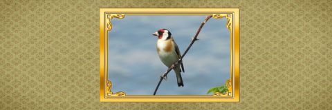 vogels dichtbij kop putter 3op1