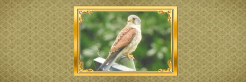 vogels dichtbij torenvalk kop 3op1