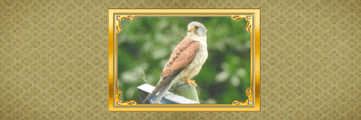 vogels dichtbij torenvalk kop 3op1