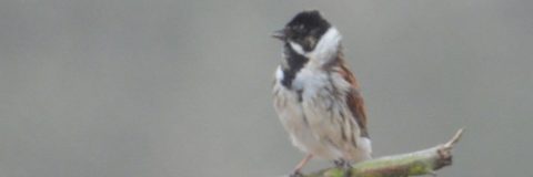 vogelwandeling malpie 7-4-2022 3op1