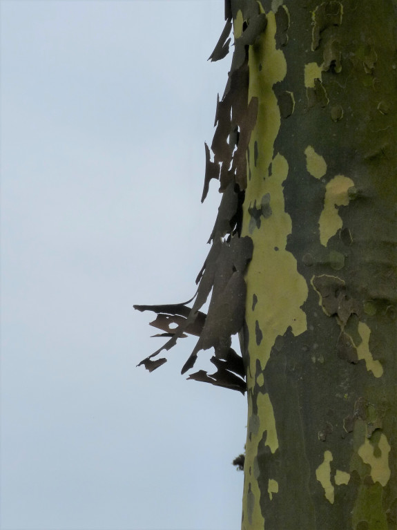 plataan schors, oud vel