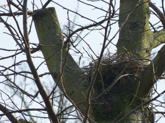 Nest in takvork IVN Valkenswaard-Waalre